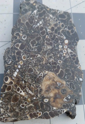 Turritella Agate Snail Fossil Slab Green River Formation Wyoming 66 Milln Yr Old - Picture 9 of 11