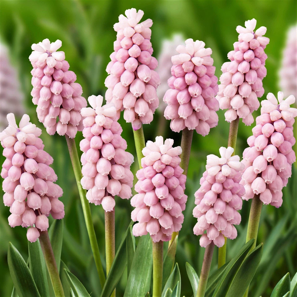 Fácil de cultivar Muscari uva jacinto rosa sorpresa 10 bulbos de plantas zona de primavera 4-8 Foto 4 de 4