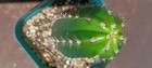 Echinopsis 'CCscop-x-SASS'  FAT Notchy Rooted Premium Hybrid Yearling Cactus — photo 4
