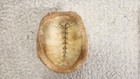 Real 5.25” Turtle Shell Taxidermy Oddity Curiosity Craft Specimen — photo 9