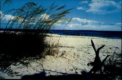 Beach Florida West Coast vintage postcard e185