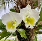 Cattleya Rlc Siam White 'The Best' Live Orchid Plant ~ Blooming Size ~ Fragrant