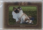 2020 Upper Deck Goodwin Champions Cat Collection Tier 1 Birman #Fc-17 Patch