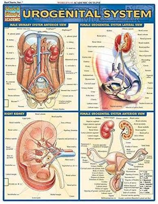 Urogenital System (Quick Study - Pamphlet, by BarCharts Inc. - Very Good