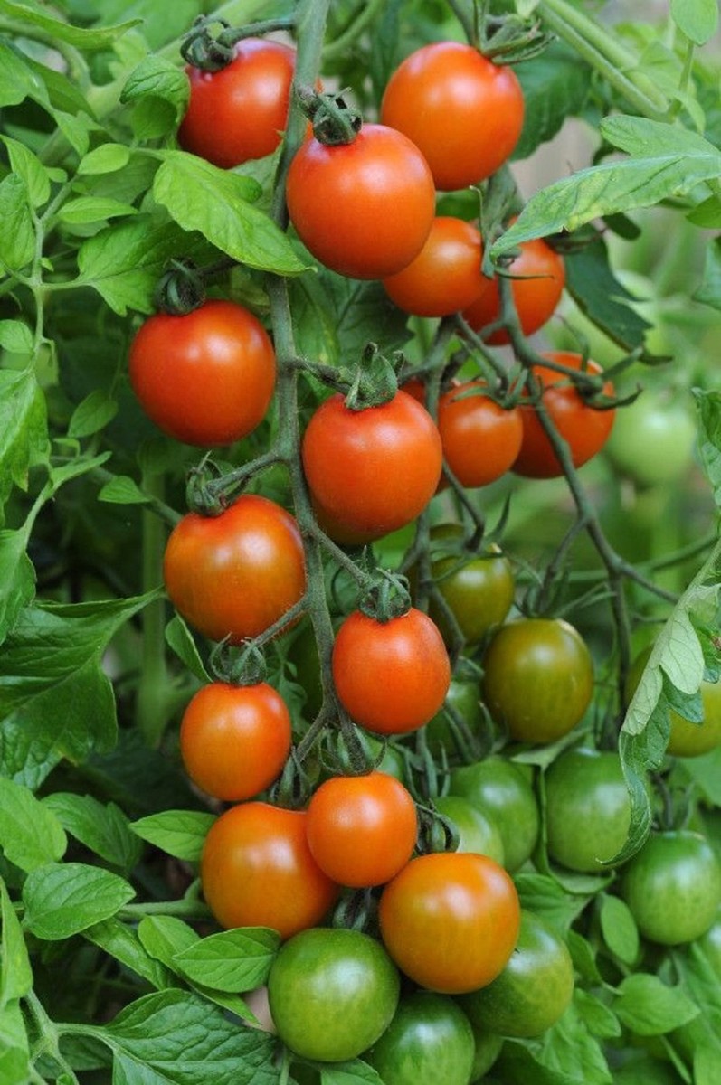 Tomato Orange Zinger COMBINED SHIPPING Tasty Sweet Tangy Very
