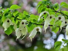 Davidia involucrata Seeds - Dove, Ghost or Handkerchief Tree -