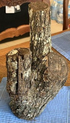 Post Oak Wood Log Chunk Carving Blank Crafts Live Edge Multi Crotch
