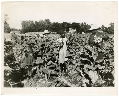 Vintage Marion Post Wolcott FSA Photo Topping Tobacco South Carolina 1939  WPA