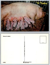 Funny Pig & Piglets Nursing 'It Tickles' Postcard Farm Animal Humor