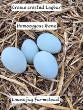 Rare 6  Crest Cream Legbar Hatching Eggs pre-order ships month of March