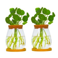 2 Pack Desktop Plant Propagation Station, Glass Hydroponic Propagation Vase f...