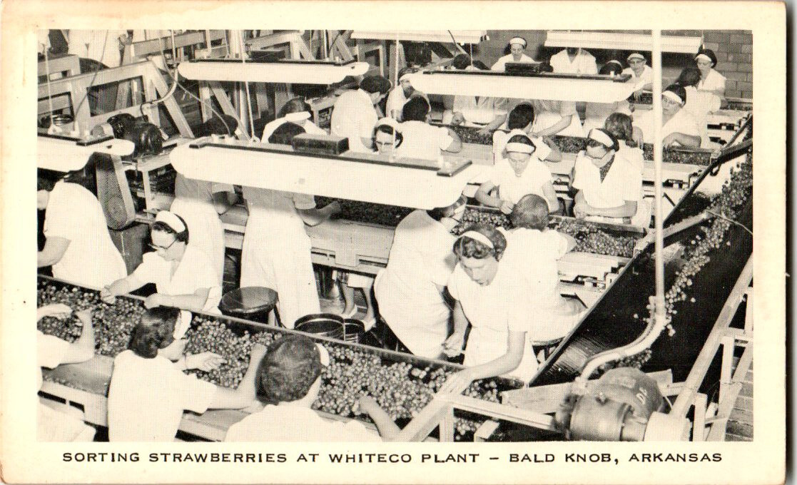 Sorting Strawberries Whiteco Plant postcard. Bald Knob, Kansas eBay