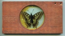 ca. 1850 Whole Butterfly Magic Lantern / Microscope Slide