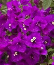 PURPLE MAJESTY  Bougainvillea Small Well Rooted Starter Plant VERY RARE HTF