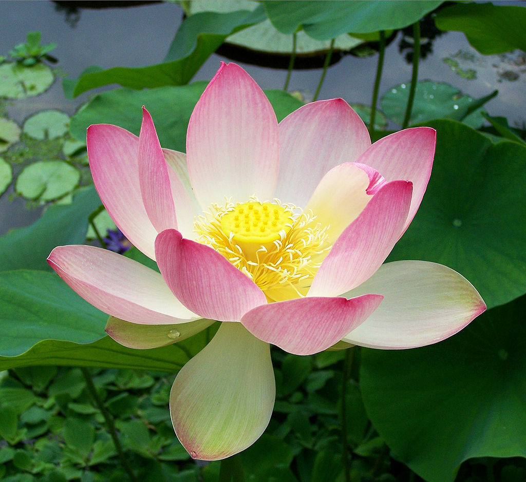 SAMEN Pflanzen Blume LOTUS Natur Garten Buddha Buddhismus Wasserpflanze  exotisch | eBay