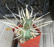 Tephrocactus articulatus v. papyracanthus Paper Spine Cactus Lot of 4 Nuggets