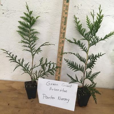 25 Green Giant trees 2.5" pot Arborvitae Thuja plicata | eBay