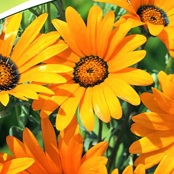 Semillas 100-1000 semillas CESTAS DE CAPÓ TETRA GOLIATH semillas de flores flor cortada