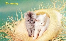 Postcard Animals No Vacancy Two Kittens Sitting In a Straw Hat