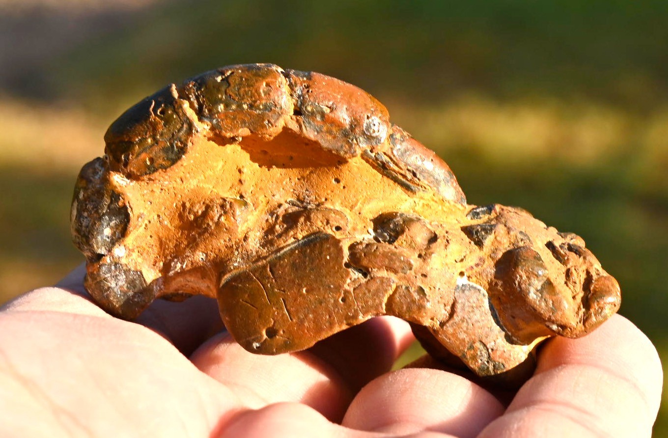 Thalassina anomala, Fossil Lobster, Gunn Point, Australia #1