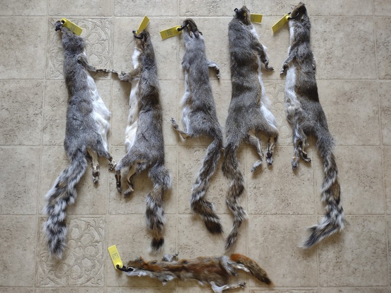 Lot Of 6 Tanned Squirrel Fur Pelts Taxidermy Native Art Oddity Red And Gray
