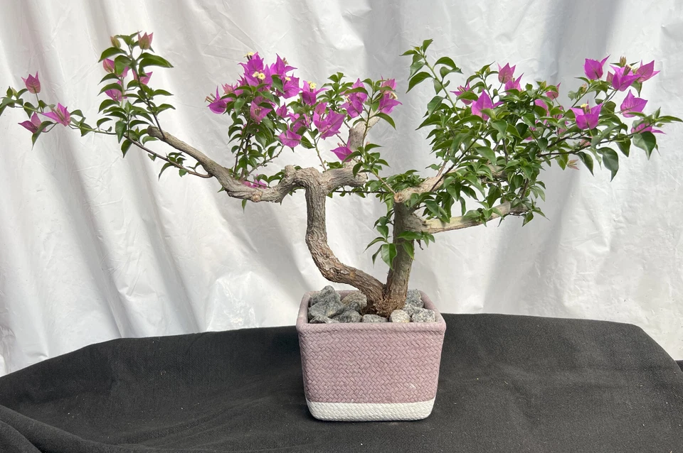 Beautiful Blooming Purple Old Live Bougainvillea Bonsai Tree Live Plant - Image 2 of 4
