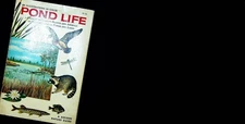Pond Life--1967-- Guide to Common Plants and Animals of N. American Ponds & Lake