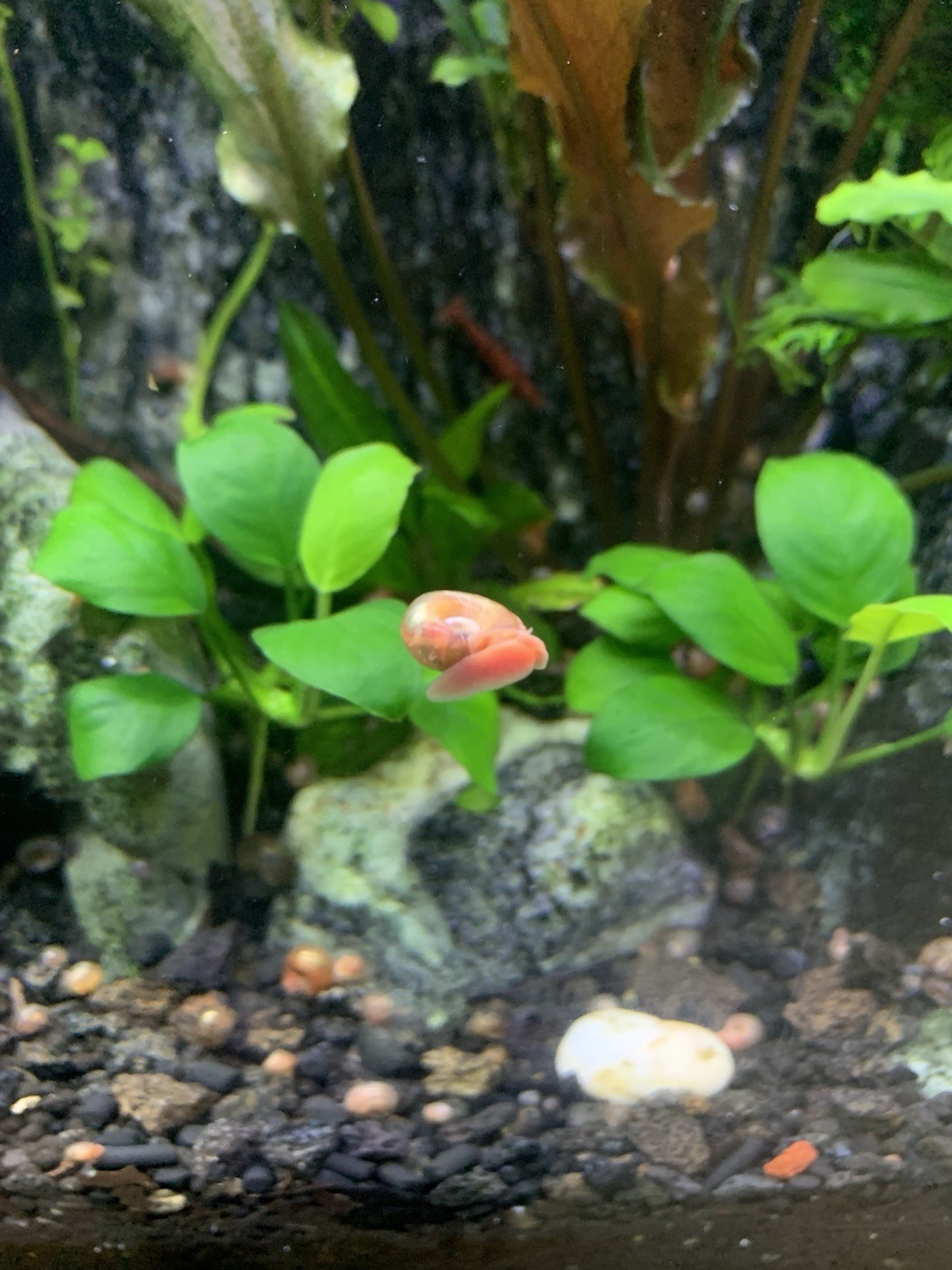 20 + 5 FREE Live Aquarium & Pond Snails Freshwater ( RAMSHORN ) Plus Stems Plant