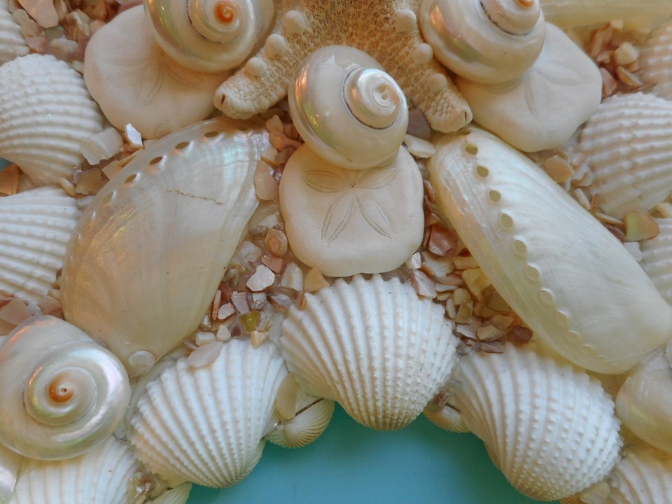 Sea Shell Star Fish Wall Plaque-Artist Created- Coastal Wall Home Decor ...