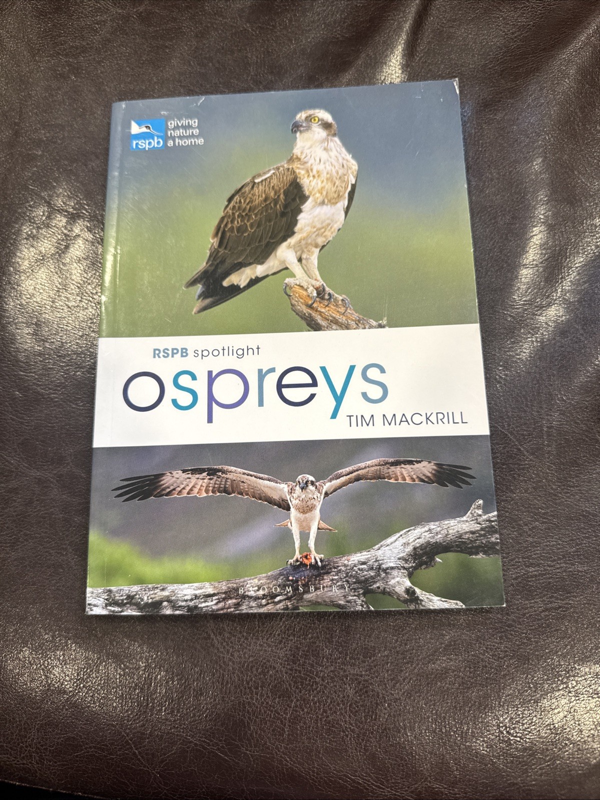 RSPB Spotlight Ospreys by Tim  Mackrill (Paperback Book) 1L