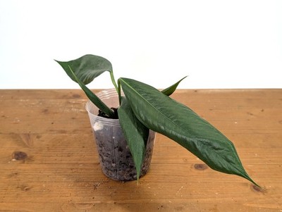 Anthurium Pallidiflorum 'Guayasa' | eBay