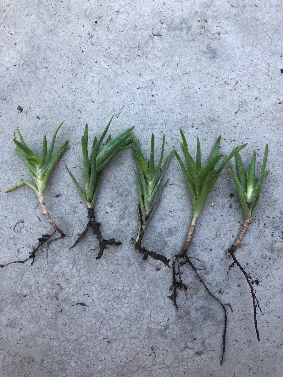Small Aloe 5 Live Plant Bare Root Ready To Plant | eBay