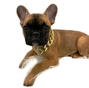 frenchie chain collar