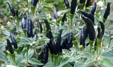 30+Fresh Rare Black Cobra Hot Chili,Black Pepper Organic Seeds