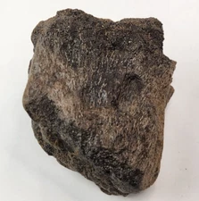 Sauropod Caudal Vertebra Fossil - Personal Find - Morrison Fm. - Big Horn, WY