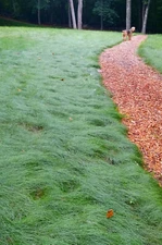 Creeping Red Fescue Seed No Mow Extremely Shade Tolerant 1oz