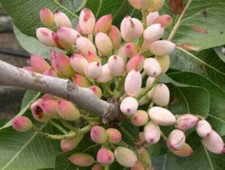 10 semi di PISTACCHIO (PISTACIA) + OMAGGIO+ SPEDIZIONE GRATUITA