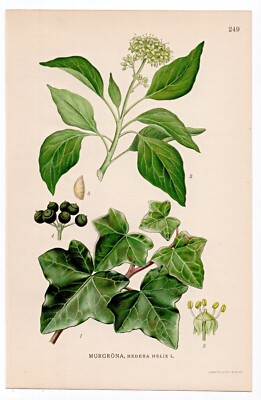 1926 Lindman Botanical Flower Print, Common Ivy, English Ivy (Hedera helix)