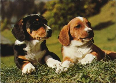 CPA AK Young dogs DOG (1178768)