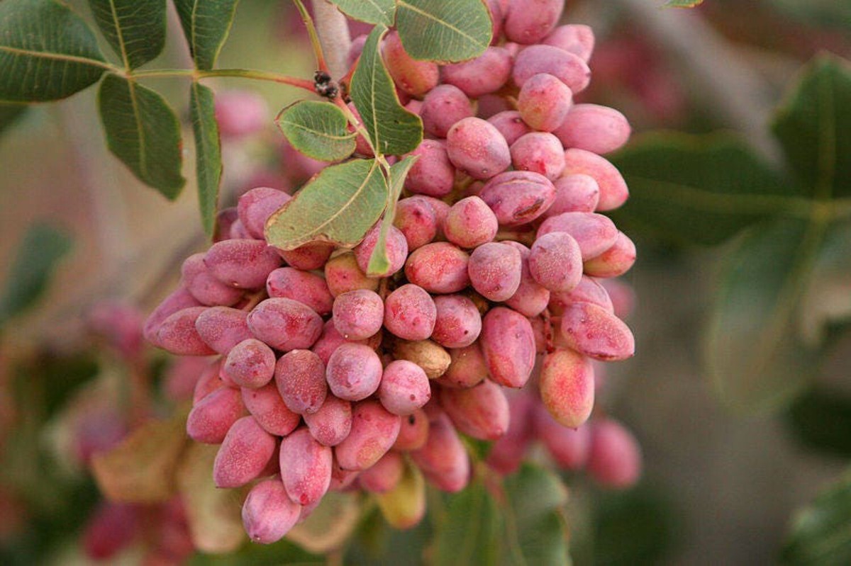 5 PISTACHIO NUT TREE Pistacia Vera Fruit Red Flowers Seeds 5 PISTACHIO NUT TREE Pistacia Vera Fruit Red Flowers Seeds
