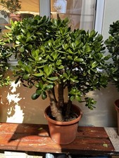 Giant XL Crassula Ovata 'Money Tree - Over 30 Years Old Succulent Plant