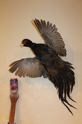 Flying Chinese Ringneck Pheasant Hen Rooster Taxidermy Log Cabin Decor Mount