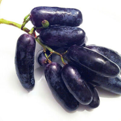 Touchhealthy Supply Vitis Vinifera Seeds/Grape Seeds/Raisin Seeds for