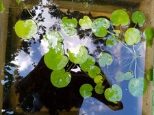FROGBITS - 6 X  LILLY-LIKE 'FROGBIT' YOUNG UK NATIVE POND PLANTS