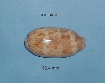 Cyprae Argus Contracasta SE India 52,4mm