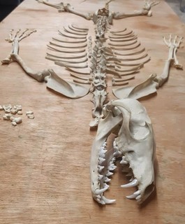 Genuine Fox Skeleton