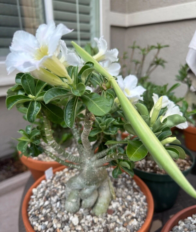 Twenty Adenium Obesum Seeds White Fresh! - Image 3 of 4