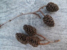 100 Alder Cones on Twigs Stem Stalk Craft Xmas Wreath Small Mini Pine Decoration