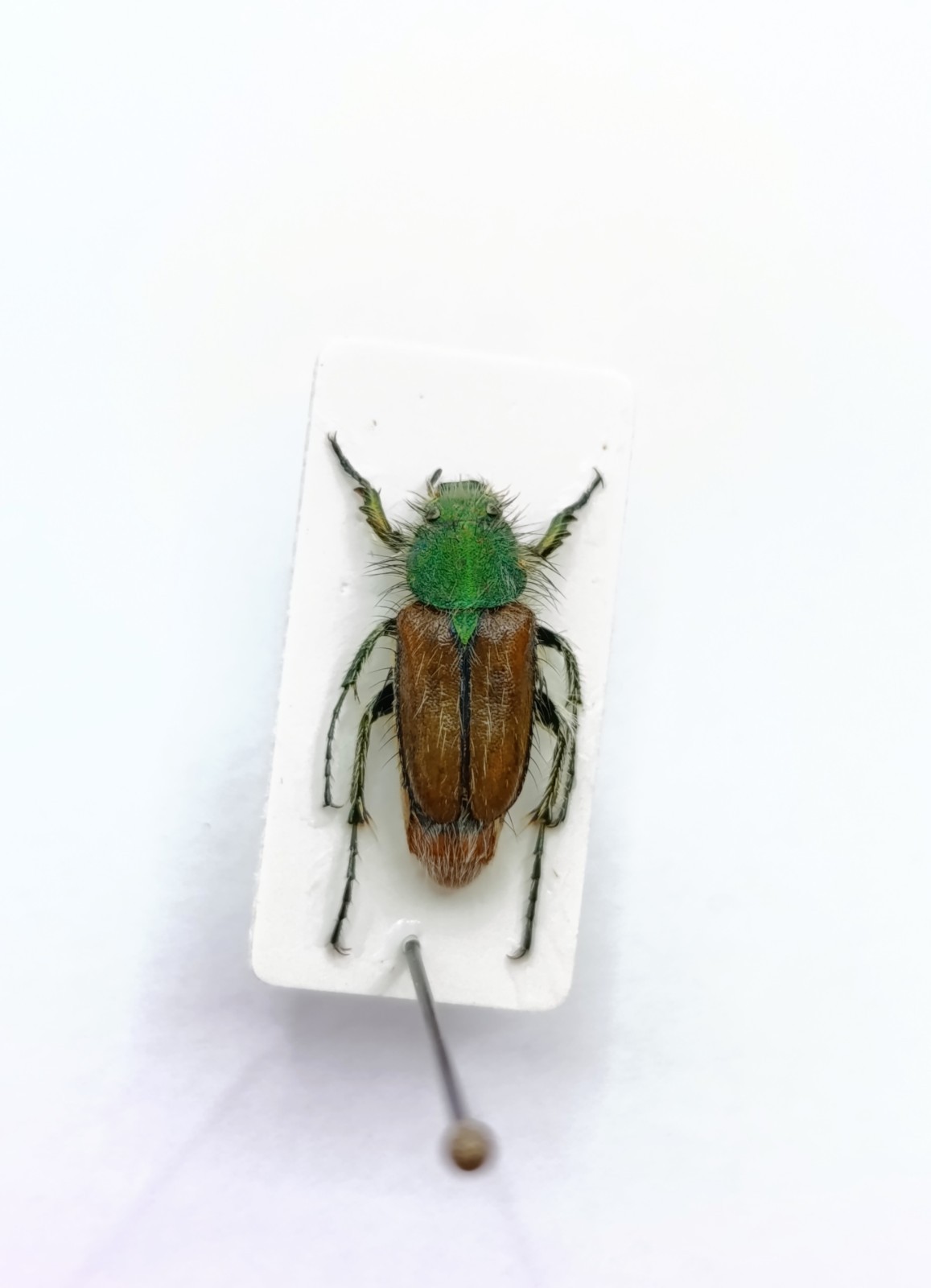 Entomology Taxidermy : Glaphyridae, Pygopleurus Angulatus Ssp. 13mm+/-.A1