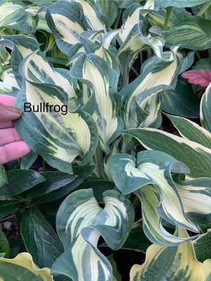 Hosta   Bullfrog  Plantain Lily Plant Shipping Spring 2026